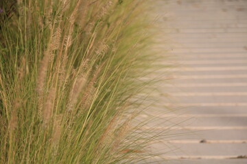 Walking street flowers