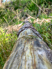 old fallen tree in the forest
