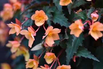 Blühende Begonie (Begonia)