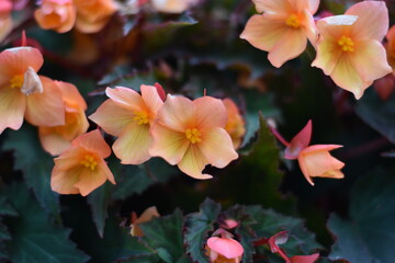 Naklejka premium Blühende Begonie (Begonia)