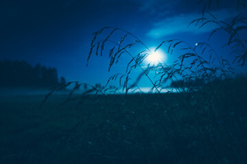 Summer greenery behind the moon light