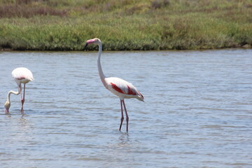 flamencos en un humedal
