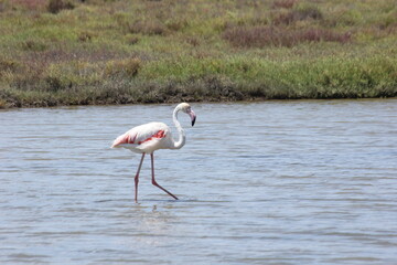 flamencos en un humedal