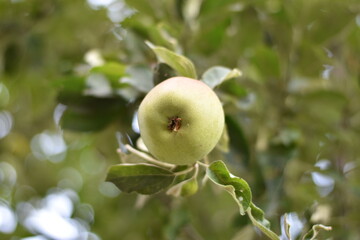 Unreifer Apfel