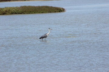 garza blanca y garza real