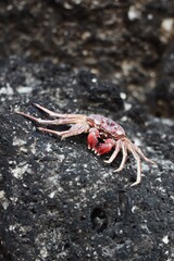 tiny red crab on a rock