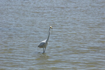 garza blanca y garza real