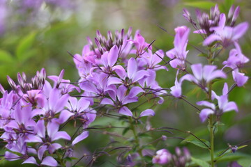 Blühende Spinnenblume (Cleome)