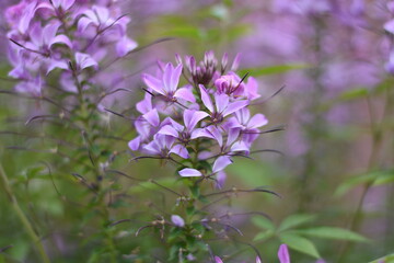 Obraz premium Blühende Spinnenblume (Cleome)