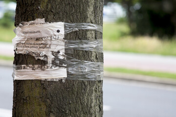 szpetne ogłoszenia naklejane na drzewach © qrrr