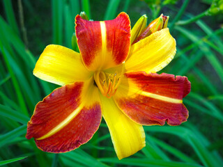 yellow-red Lily blooms in the garden in summer