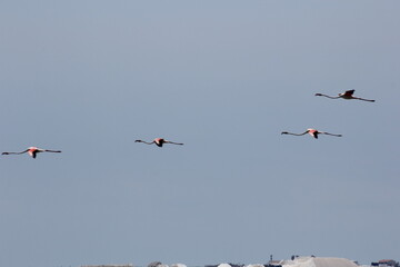 flamencos volando en el delta del ebro