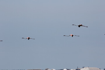 flamencos volando en el delta del ebro