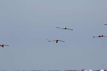 flamencos volando en el delta del ebro