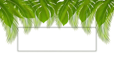 Beautiful vector floral tropical palm leaves frame, place for text. Tropical banner with exotic leaves and plants on white background.