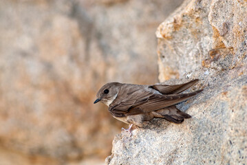 Felsenschwalbe (Ptyonoprogne rupestris) - Eurasian crag martin