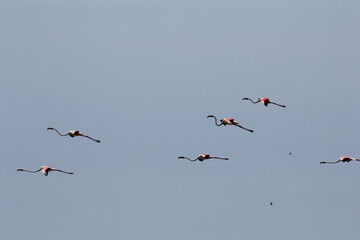 flamencos volando en el delta del ebro