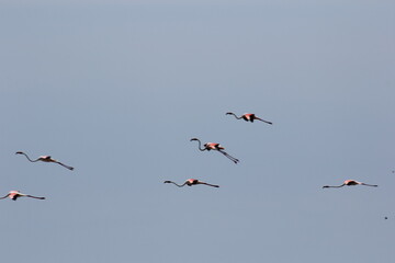 flamencos volando en el delta del ebro