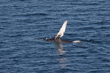 Naklejka premium Humpback Whale waving it's pectoral fin, Loreto in Baja California, Mexico