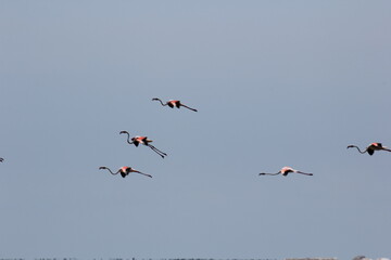 flamencos volando en el delta del ebro