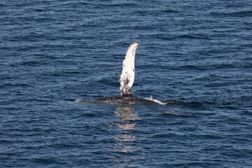 Humpback Whale waving it's pectoral fin, Loreto in Baja California, Mexico