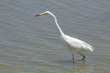 garza blanca con pico amarillo y negro