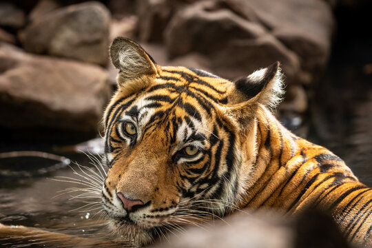 wild female tiger T106 of Ranthambore Shifted to Mukundra hills tiger reserve numbered as MT2 becomes first tigress of this national park under tiger relocation project in india