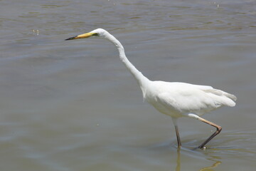 garza blanca con pico amarillo y negro