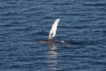Humpback Whale waving it's pectoral fin, Loreto in Baja California, Mexico
