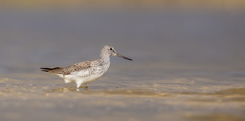 Common Greenshank - Tringa nebularia -  feeding at a wetland in spring