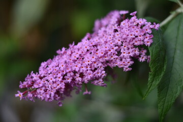 Blühender Sommerflieder