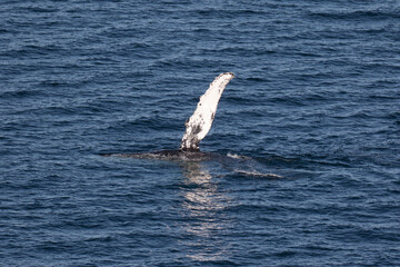 Fototapeta na wymiar Humpback Whale waving it's pectoral fin, Loreto in Baja California, Mexico