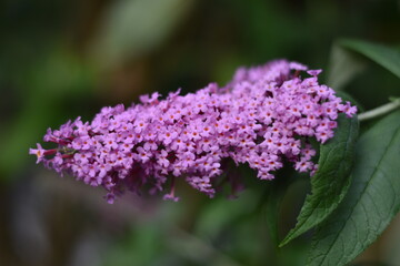Blühender Sommerflieder