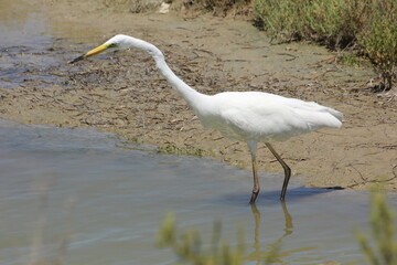 garza blanca con pico amarillo y negro