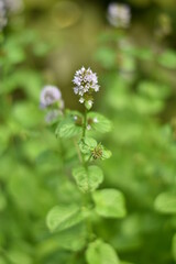 Blühende Orangenminze im Tontopf 