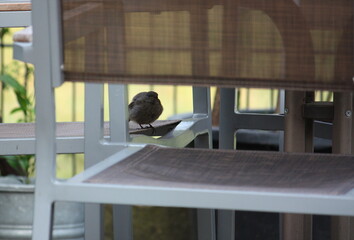 Jungvogel versteckt sich auf Gartenstühlen