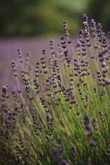 purple lavender flowers macro at sunrise