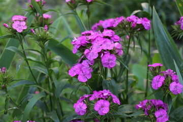 
Bright pink phlox blooms in the summer garden