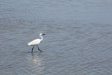garza blanca con pico amarillo y negro