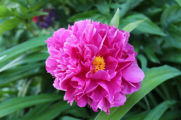 
Bright pink peonies blooming in the summer garden