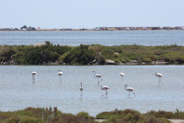 flamencos del delta del Ebro en libertad