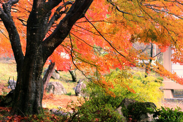 紅葉の季節の滋賀　鶏足寺