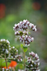 Blühender Oregano (Origanum vulgare)