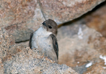Eurasian crag martin / Felsenschwalbe (Ptyonoprogne rupestris)