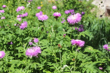 
Cornflower garden pink blooms on a summer sunny day
