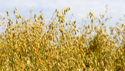 Obraz premium Wheat field, yellow ears of wheat, rye, barley and other cereals. Background of blue sky and western sun in a rural meadow. Wildflowers. The concept of a good harvest.