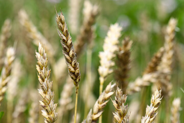 Wheat field, yellow ears of wheat, rye, barley and other cereals. Background of blue sky and western sun in a rural meadow. Wildflowers.
The concept of a good harvest.