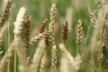 Fototapeta na wymiar Wheat field, yellow ears of wheat, rye, barley and other cereals. Background of blue sky and western sun in a rural meadow. Wildflowers. The concept of a good harvest.