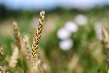 Wheat field, yellow ears of wheat, rye, barley and other cereals. Background of blue sky and...