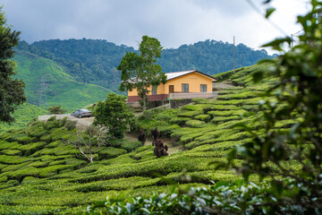 Tea plantations Cameron Valley. Green hills in the highlands of Malaysia. Tea production. Green bushes of young tea.